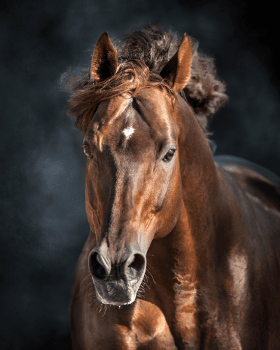 Healthy Coat