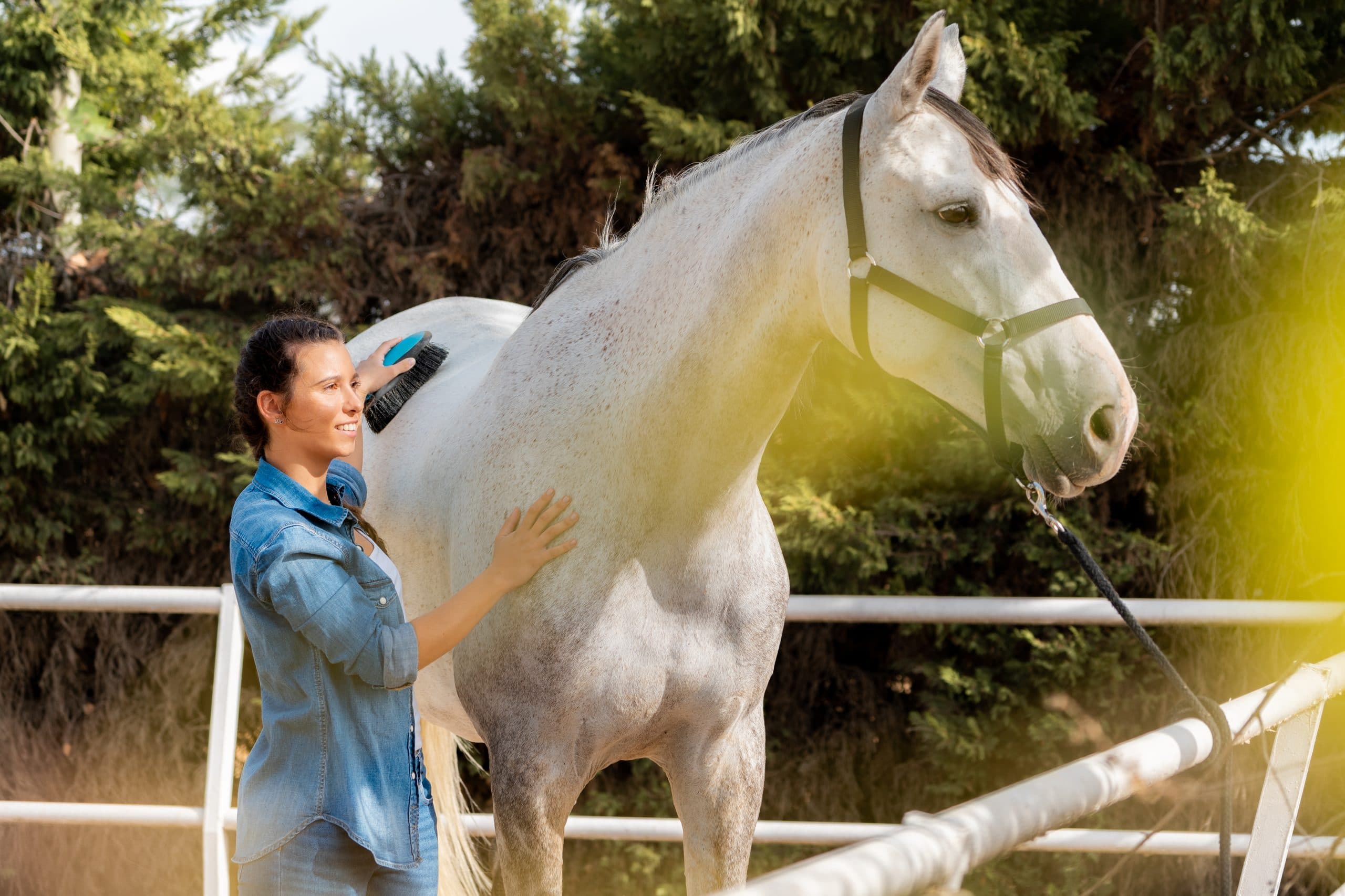 Cushing's Disease in Horses: Managing Symptoms Using CBD